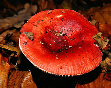 red and orange mushroom
