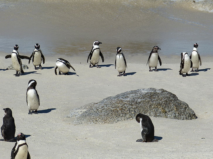 black-and-white penguins on beach