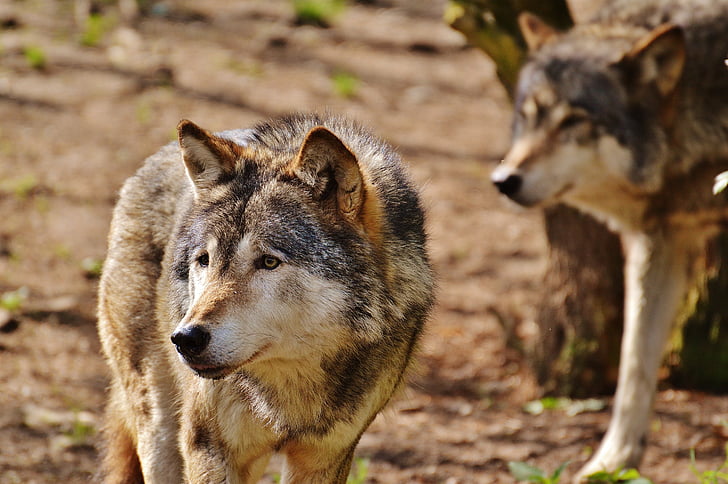 gray and brown wolf in close-up photography during daytime