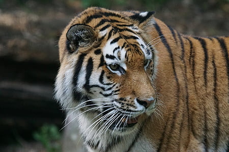 focus photography of a tiger