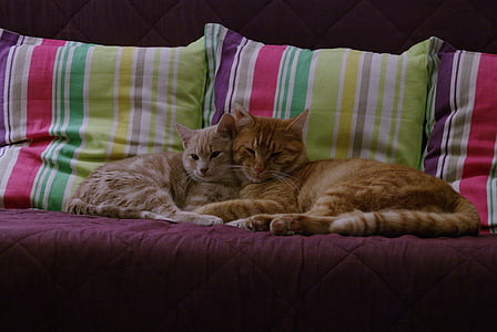 two orange-and-white tabby cats on red and multicolored fabric sofa with throw pillows