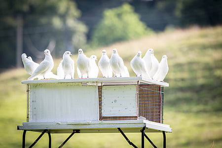 selective focus photo of white pigeons stands on white wooden cage