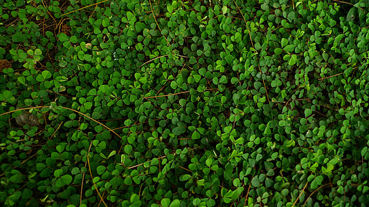 green leaf plants on the ground