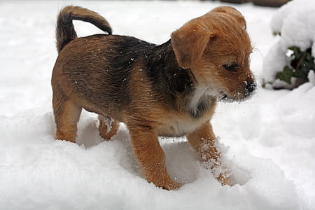 short-coated tan and black puppy standing on snow