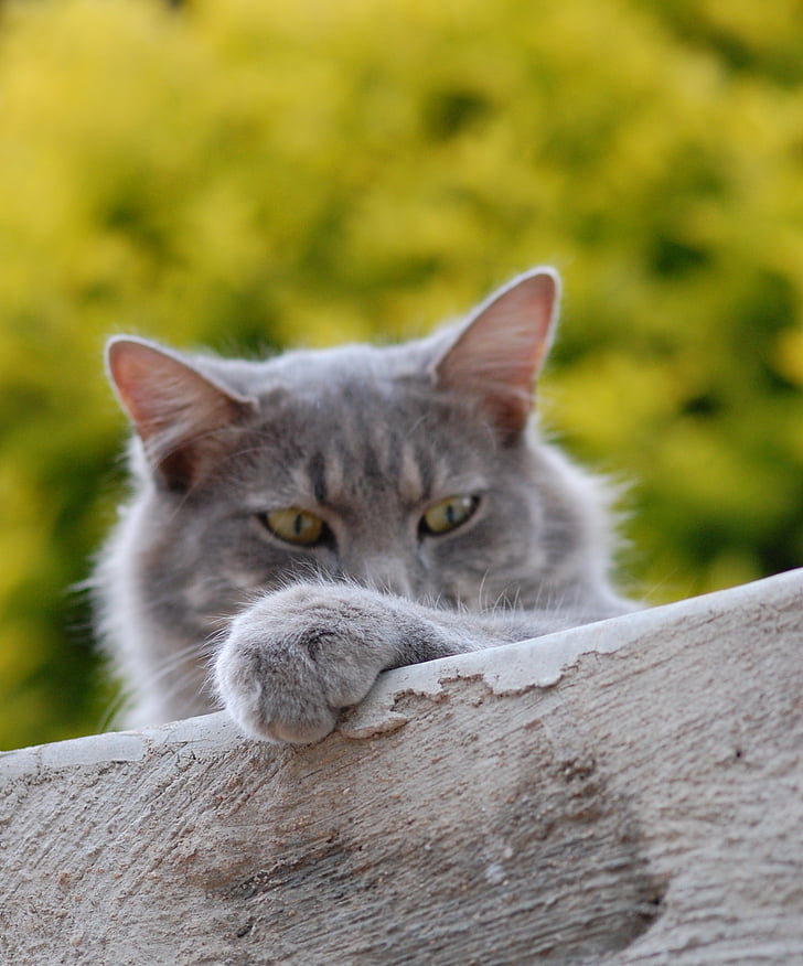 short-coated gray cat