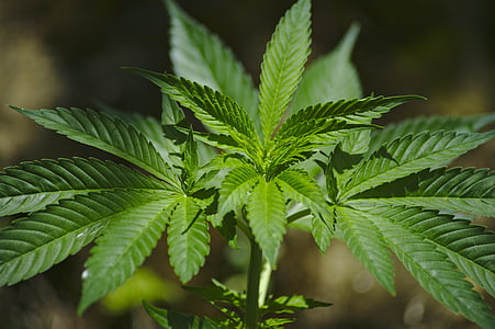 closeup photography of cannabis plant