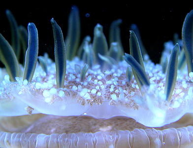 selective focus photograph of coral