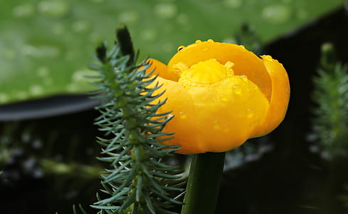 close-up photo of yellow petaled flower