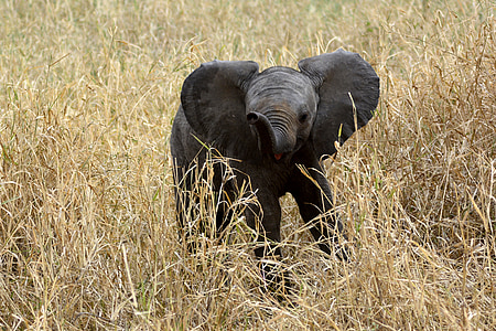 black elephant on brown grass during daytime
