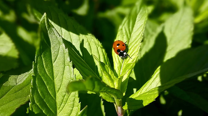 red ladybug perched on green leaf plant