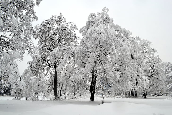 grayscale photography of trees on winter days