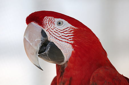 close-up photo of red parrot