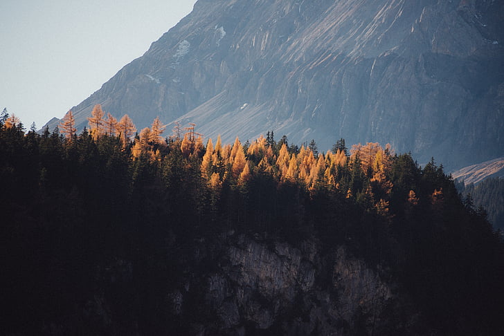 trees on top of mountain