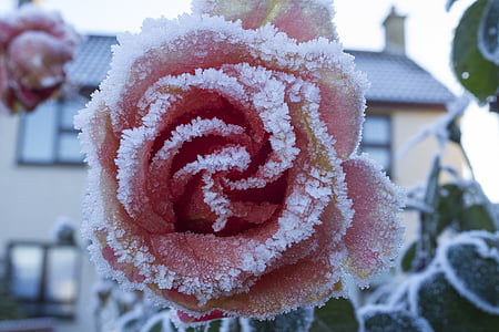 macro photography of pink rose covered by snow