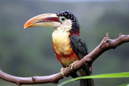 selective focus photography of black and orange toucan standing on tree branch