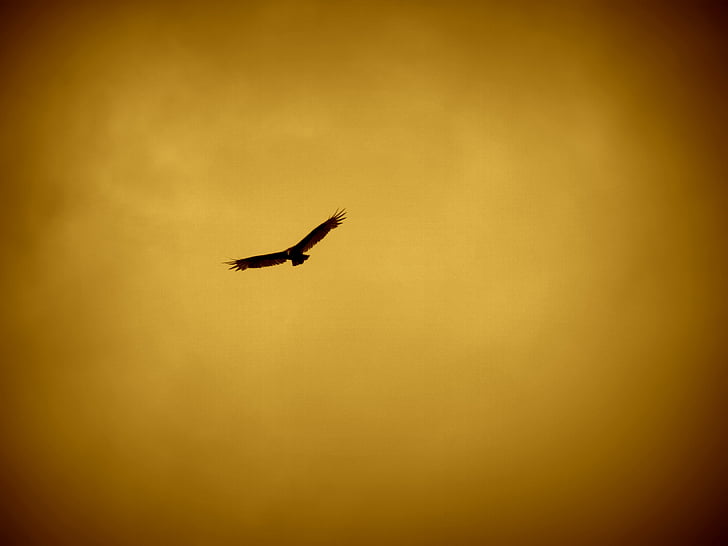 silhouette photography of soaring eagle