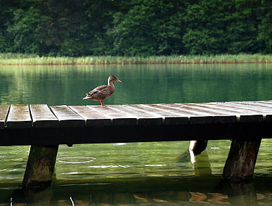 brown mallard duck on top of bridge during daytime