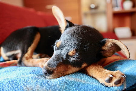black and tan puppy lying on blue textile