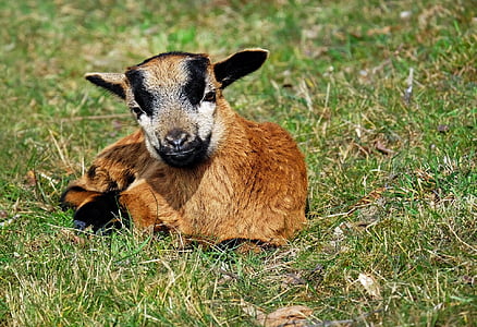 brown and black kid goat lying on green grass