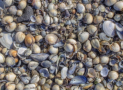 assorted seashells