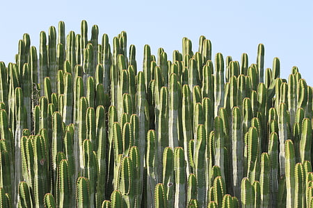 green cacti under clear blue sky