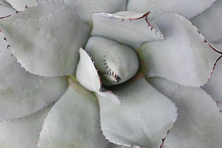 close up photograph of plant