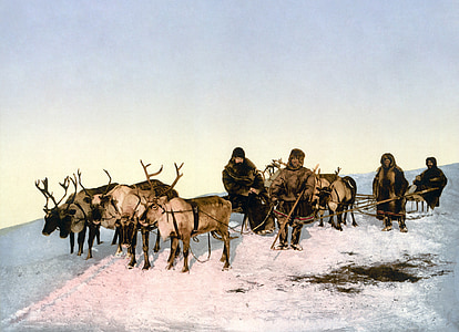 herd of buck with carrier on snowfield