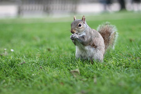 tilt shift lens photography of gray squirrel during daytime