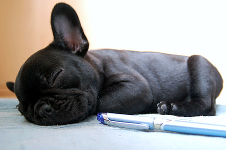 black puppy sleeping on gray surface