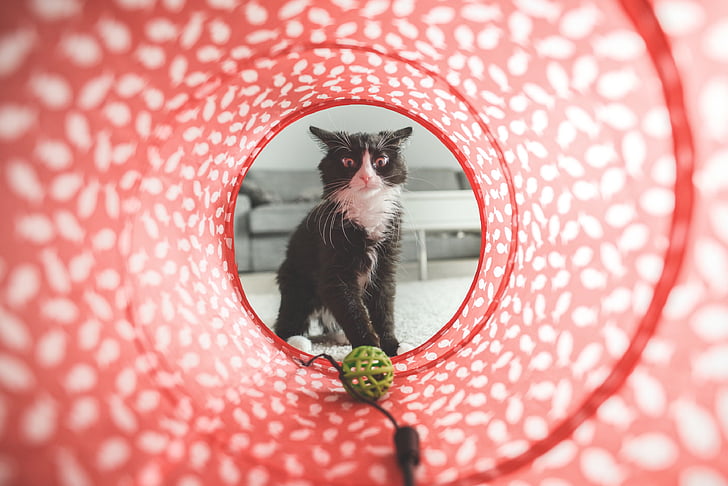 tuxedo cat looking on green plastic ball in agility tunnel