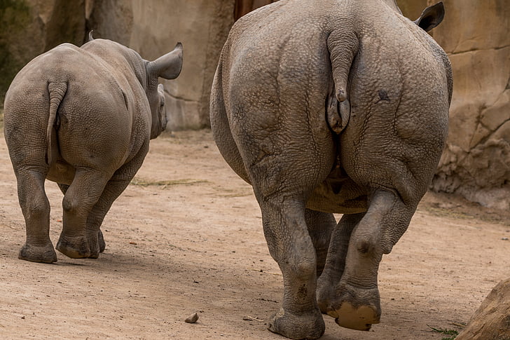 two gray rhinoceros