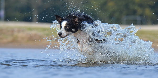 border collie running on body of water during daytime