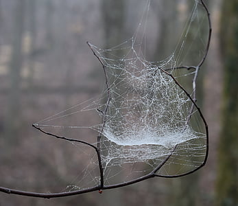 web on branch