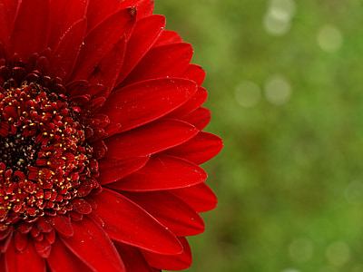 shallow focus photography of red petaled flower