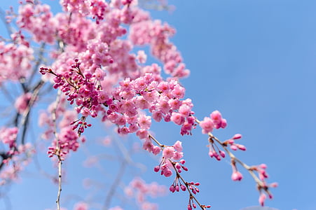 cherry blossom trees