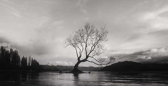 grayscale photo of bare tree near body of water