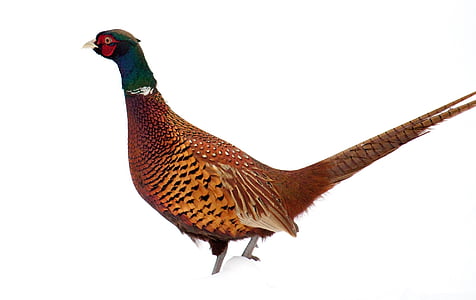 photo of brown and green pheasant