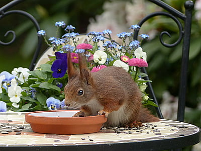 brown squirrel on table
