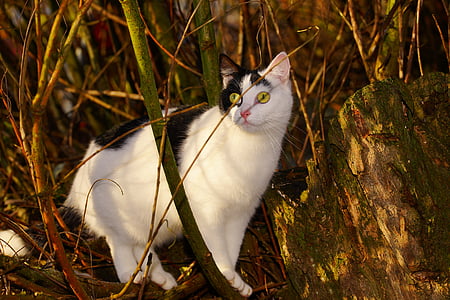 white and black cat on brown grasses