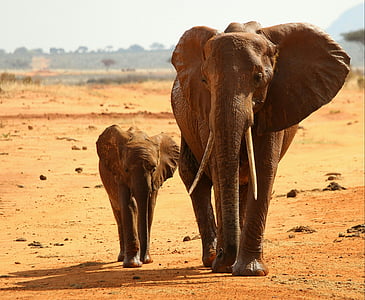 elephant with its cub on desert
