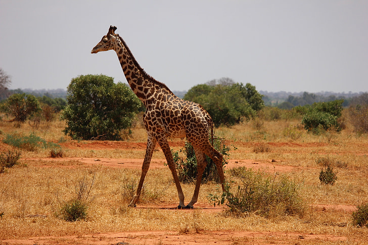 giraffe on land