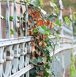 close-up photo of green leaf vine plant on gray metal fence