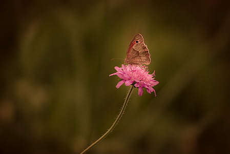 closeup photo of beige moth on pink petaled flower