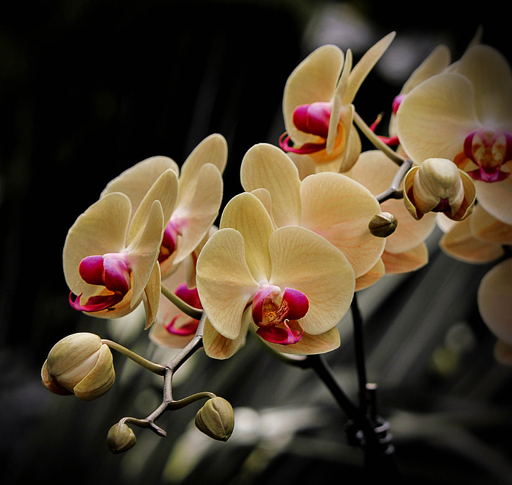 low-light exposure photography of yellow orchids