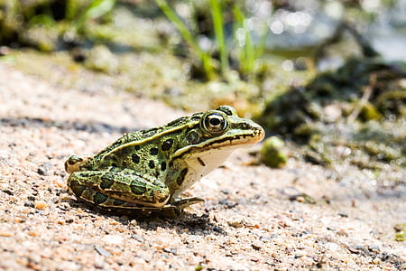 green and black frog standing on brown sand