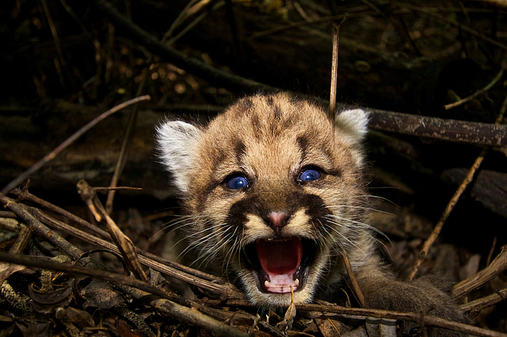 wildlife photography of growling leopard cub