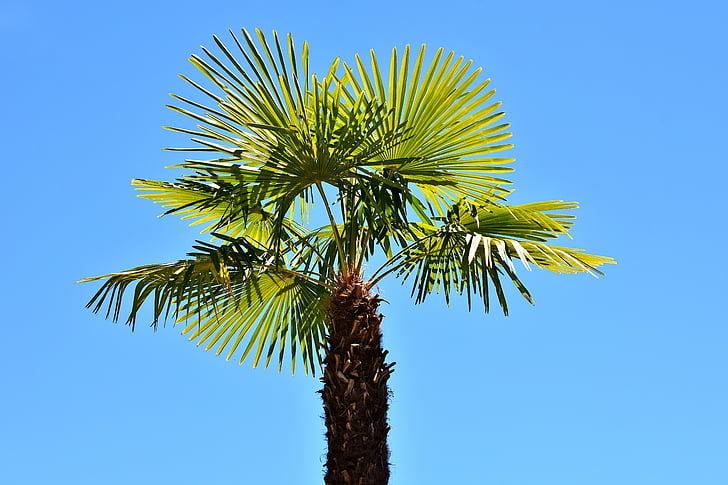 green dragon palm tree