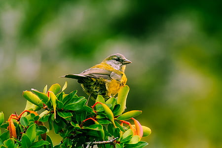 shallow focus photography of yellow and green bird