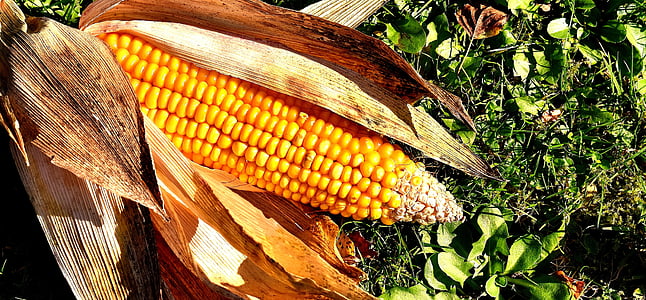 photography of yellow corn