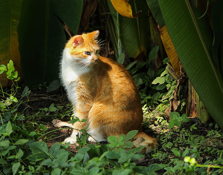orange tabby cat surrounded by green leafed plant